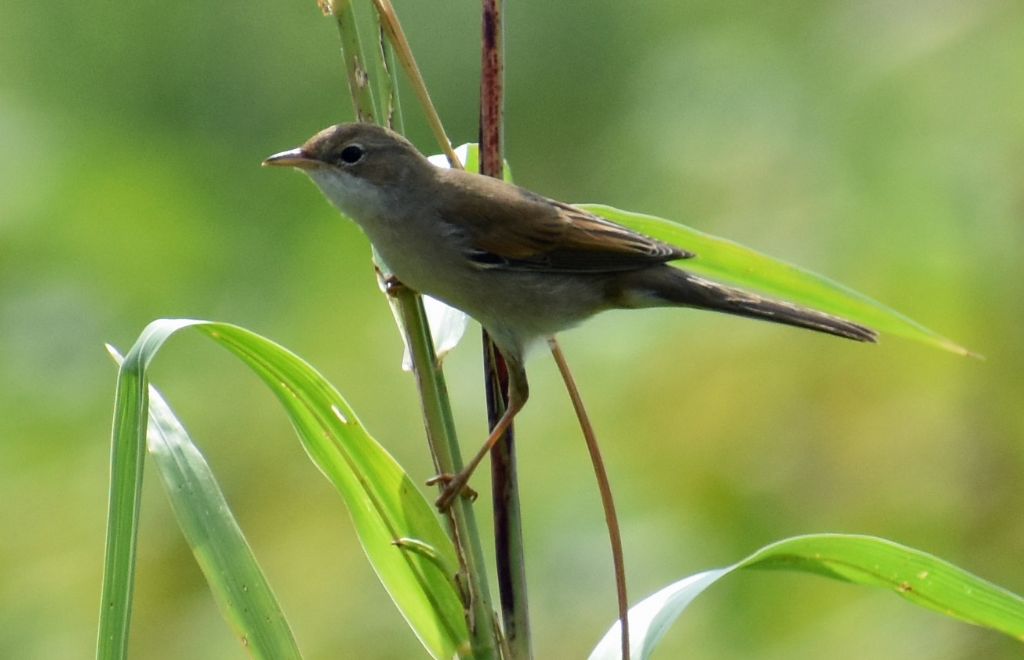 Sterpazzola (Sylvia communis)